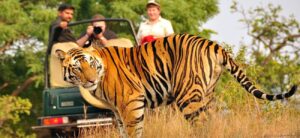 Ranthambore Wildlife Safari