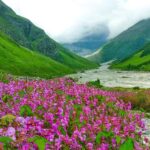 Valley of Flowers